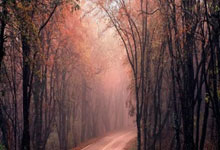 天涯十大神贴之小月月风云再起